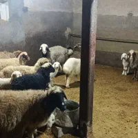 فروش 4جفت گوسفندباسه تابره|حیوانات مزرعه|روانسر, |دیوار