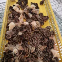 جوجه بلدرچین