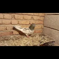 کبوتر|پرنده|مشگین شهر, |دیوار