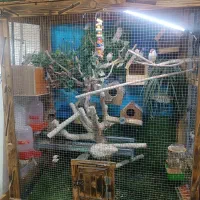 قفس پرنده چوبی|پرنده|تهران, یاخجی آباد|دیوار