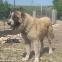 واگذاری سگ ترکمن نوباز نر