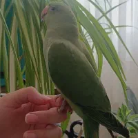 طوطی ملنگو|پرنده|مشهد, ویلاشهر|دیوار