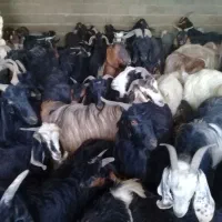 فروشی بز ابستن|حیوانات مزرعه|زرقان, |دیوار