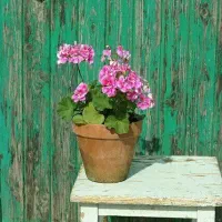 تدریس خصوصی هنر،نقاشی،طراحی وو در ابهرو خرمدره