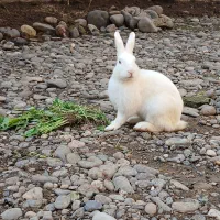 خرگوش|موش و خرگوش|رشت, حومه رشت|دیوار