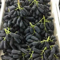 نهال انگور موندراپ بیدانه|خدمات باغبانی و درختکاری|تاکستان, |دیوار