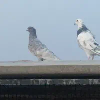 کفتر طاووسی کاکل