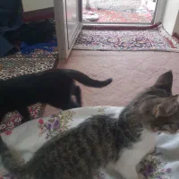 سه تا بچه گربه|گربه|بجنورد, |دیوار