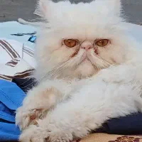 گربه پرشین سوپر فلت عروسکی سفید