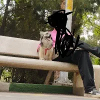 سگ پامر