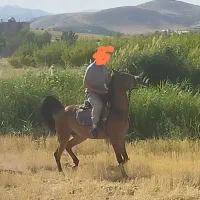 مادیون کره کیهان میهمی|اسب و تجهیزات اسب‌سواری|سنندج, |دیوار