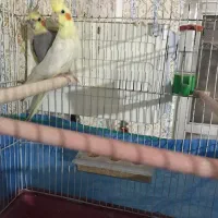 عروس هلندی یک جفت با تمام وسایل