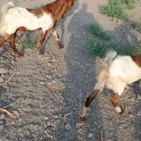 کهره دورگ