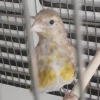 جوجه سهره قناری ۳ ماهه