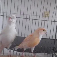 یک جفت نر و ماده جوان یکساله