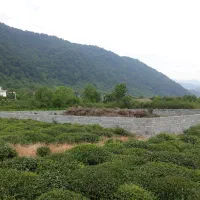 زمین سورخانی موقیعت استثنایی|فروش زمین و ملک کلنگی|چابکسر, |دیوار