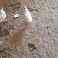 مرغ|حیوانات مزرعه|اسلام‌‌آباد غرب, |دیوار