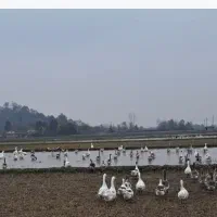 غاز محلی نر و ماده چاق و چله