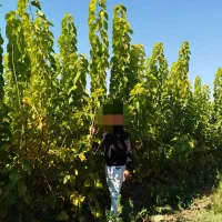 نهال توت .|گل و گیاه طبیعی|مشهد, کلاته برفی|دیوار