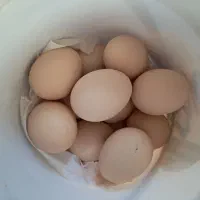 تخم‌مرغ‌برهما‌لایت‌اصیل