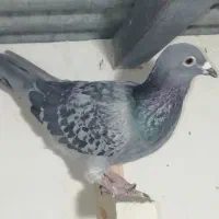 2تاکبوتر سبز 1 کوهی