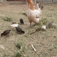 مرغ محلی با ۷تا جوجه