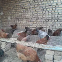 فروش مرغ تخمگذار جوان
