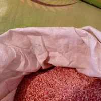 جو دیم|حیوانات مزرعه|همدان, |دیوار
