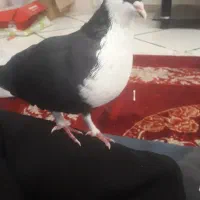 فروش کبوتر