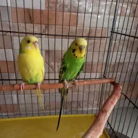 مرغ عشق تخم گذار بالغ