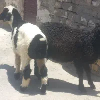 ۵عدد بره سرحال با اصلات برای پروار کردن