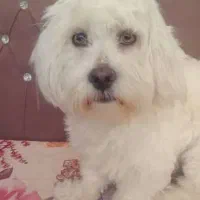 فروش سگ شناسنامه دار