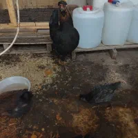 اهواز کمپلو