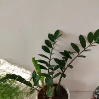 انواع گل و گلدان زاموفیلیا|گل و گیاه طبیعی|فردیس, فردیس|دیوار