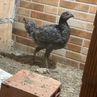 جوجه لاری ۵ماهه