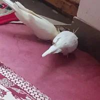 یک جفت عروس هلندی بامزه نر و ماده|پرنده|بوکان, |دیوار