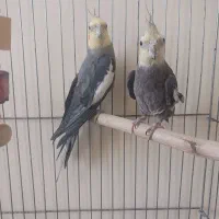 عروس هلندی نر