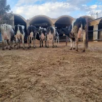 ۳۰رس گاو شری ۵۰درصد آبستن ۲ماه تا ۳ ماه|حیوانات مزرعه|قم, قم نو|دیوار