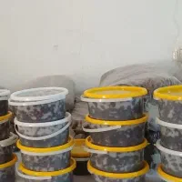خرما کبکاب و خاصویی بهبهان|خوردنی و آشامیدنی|مسجد سلیمان, |دیوار