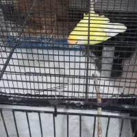 عروس هلندی مرغ عشق|پرنده|رباط‌کریم, شترخوار|دیوار