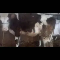 فروش گوساله ماده سیمنتال
