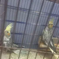 عروس پاریس یا هلندی