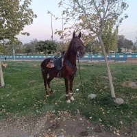 مادیان کورد و کره مادیان یکساله
