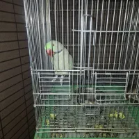 شاه طوطی