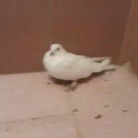 کفترکله خالدارپاپر