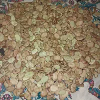 باقلا کشاورزی