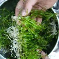 گیاه گندمی پر ریشه