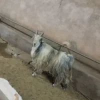 بزغاله دبری ،بز،میش