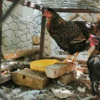 فروش مرغ محلی  جوان تخم گذار