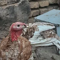 بوقلمون نر ومرغ تخمگذار